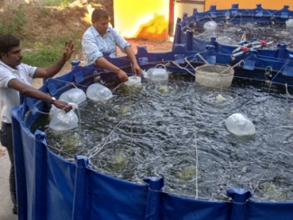 വ്യാപകമാകുന്ന ബയോഫ്ളോക് മത്സ്യകൃഷി; സൂക്ഷ്മതയില്ലാതെ ചെയ്താൽ ഫലമുണ്ടാകില്ലെന്ന് വിദഗ്ദ്ധർ