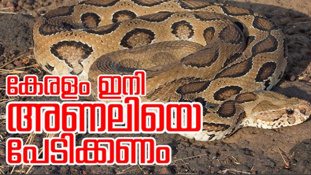 ഇനി വരുന്നത് അണലി കടിക്കാൻ സാധ്യതയേറിയ മാസങ്ങൾ; പാമ്പു കടിയേറ്റാൽ നിങ്ങൾക്ക് വലിയ തുക ചികിത്സാ സഹായമുണ്ട്