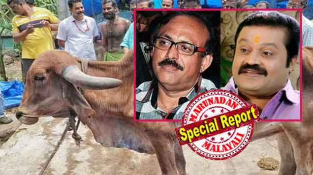 പശു സ്നേഹം നടിച്ച് 'ഗോശാല' തുടങ്ങിയത് ക്ഷേത്രഭരണം കൊട്ടാരം കൈയാളുമ്പോൾ; മാർത്താണ്ഡവർമ്മ ട്രസ്റ്റിന് അമ്പലക്കാശ് കിട്ടാതായത് സുപ്രീംകോടതി ഇടപെടലോടെ; ഉത്രാടം തിരുന്നാൾ നാടുനീങ്ങിയപ്പോൾ പശുക്കളെ നോക്കാൻ ആരുമില്ലാതെയായി; കുതിരമാളികയ്ക്ക് അടുത്ത എത്തിച്ചത് പശുക്കളെ നട തള്ളാൻ; 'തൃശൂരിനെ എടുക്കാൻ പോയ' സുരേഷ് ഗോപിയും നടി മേനകയും ഭർത്താവ് സുരേഷ് കുമാറും ഗോ സംരക്ഷരായത് കൈ നനയാതെ മീൻ പിടിക്കാൻ; 'ശ്രീ പത്മനാഭന്റെ' പേരിലെ മറ്റൊരു തട്ടിപ്പിന്റെ യഥാർത്ഥ കഥ
