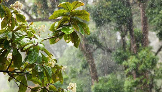 കോട്ടയം നഗരസഭയിലെയും ജില്ലയിലെ നാല് പഞ്ചായത്തുകളിലെയും വിദ്യഭ്യാസ സ്ഥാപനങ്ങൾക്ക് നാളെ അവധി; പ്രൊഫഷണൽ കോളേജുകൾ അവധിയില്ല; തലസ്ഥാനത്ത് ദുരിതാശ്വാസ ക്യാംപ് പ്രവർത്തിക്കുന്ന വെട്ടുകാട് സെന്റ് മേരീസിന് മാത്രം അവധി; കണ്ണൂർ ജില്ലയിലും നാളെ വിദ്യാഭ്യാസ സ്ഥാപനങ്ങൾക്ക് അവധി