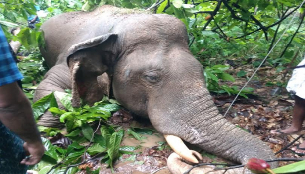 കുത്തിമറിച്ചിട്ട തെങ്ങ് ലൈൻ കമ്പിയിൽ വീണപ്പോൾ അതിൽ നിന്ന് ഷോക്കേറ്റു; രാത്രി വലിയ ഒച്ച കേട്ടെങ്കിലും ഭയം കാരണം വീട്ടുകാർ പുറത്തിറങ്ങിയില്ല; രാവിലെ വീടിന് പുറത്തിറങ്ങിയപ്പോൾ കണ്ടത് തുമ്പിക്കൈക്ക് ഷോക്കേറ്റ് മുട്ടുകുത്തിയിരിക്കുന്ന കൊമ്പനാനയെ; ജനവാസ മേഖലയിൽ സിഥിരം എത്തുന്ന കൊമ്പന് ദാരുണാന്ത്യം