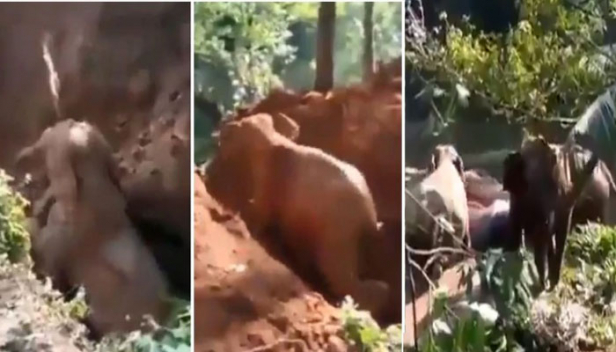 കാൽ വഴുതി വാരിക്കുഴിയിൽ വീണ കുട്ടിയാനയെ അമ്മയാനയും സംഘവും കാത്തു നിന്നത് മണിക്കൂറുകൾ; വനപാലകരെത്തി കുട്ടിയാനയെ രക്ഷപ്പെടുത്തിയത് ജെ.സിബിയുടെ സഹായത്താൽ; കുഴിയിൽ നിന്ന് കുറുമ്പന്റെ ഓട്ടം അമ്മയുടെ പറ്റത്തേക്ക് ; കരുന്നിനെ തലോടിയും വനപാലകരോട് തുമ്പി വീശി നന്ദി പറഞ്ഞും അമ്മയാന'; ഐ.എഫ്.എസ് ഉദ്യോഗസ്ഥൻ പങ്കുവച്ച വീഡിയോ കാട്ടുതീ പോലെ വൈറൽ
