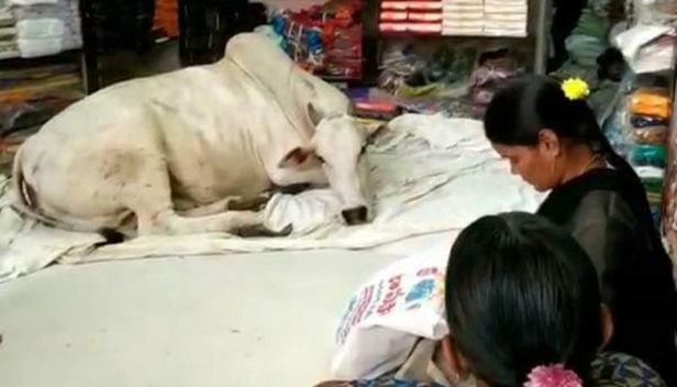 എല്ലാ ദിവസവും തുണിക്കടയിൽ എത്തുന്ന പശു ഫാനിന് കീഴിൽ വിശ്രമിക്കുന്നത് മൂന്ന് മണിക്കൂറോളം; സ്ഥിരമായി പശു എത്തിയതോടെ കച്ചവടം കൂടിയെന്ന് കടയുടമ; സ്ഥിരമായി വരുന്ന ഗോമാതാവ് ഐശ്വര്യം കൊണ്ടുവരും എന്ന വിശ്വാസത്തിൽ പി ഉബൈ