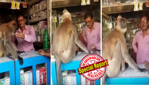 അടിപിടികൂടി തോറ്റുകഴിഞ്ഞപ്പോൾ ദേഹമാസകലം മുറിവ്; വേദന കൊണ്ടുപുളഞ്ഞപ്പോൾ അടുത്ത വണ്ടിയിൽ കയറി മെഡിക്കൽ ഷോപ്പിന്റെ കൗണ്ടറിലേക്ക് ചാടി; കണ്ടയുടനെ കാര്യം മനസ്സിലാക്കിയ ഷോപ്പുടമ നൽകിയ വേദനസംഹാരിയും വെള്ളവും കഴിച്ചു; മുറിവിൽ ഓയിന്റ്മെന്റ് പുരട്ടിയപ്പോൾ നീറിയെങ്കിലും മിണ്ടിയില്ല; ഒടുവിൽ ത്രാണിയായപ്പോൾ ഇനി പോരിന് വാടാ എന്ന ഭാവത്തോടെ കുരങ്ങന്റെ മടക്കവും