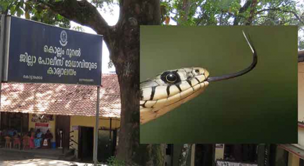 റൂറൽ എസ് പി ഓഫീസിൽ തറയിൽ കിടന്ന് ഉറങ്ങിയത് ടെലികമ്മ്യൂണിക്കേഷൻ വിഭാഗം സിവിൽ പൊലീസ് ഓഫീസർ; പുലർച്ചെ നാലു മണിയോടെ പാമ്പ് കടിയേറ്റ പൊലീസുകാരനെ അതിവേഗം ആശുപത്രിയിൽ എത്തിച്ചു; സജി ഉറങ്ങിയ മുറിയും കെട്ടിടവും അരിച്ചു പെറുക്കി പൊലീസിന്റെ പാമ്പു പിടിത്തത്തിനുള്ള വിഫല ശ്രമവും; പാമ്പുകടിയേറ്റ സജി കൊല്ലം ജില്ലാ ആശുപത്രിയിൽ നിരീക്ഷണത്തിലും