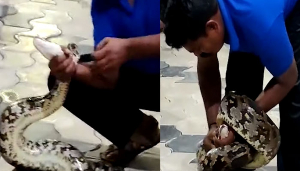 'പറക്കും മുമ്പ് വനംവകുപ്പ് പൊക്കി': പെരുമ്പാമ്പ് വിമാനത്താവളത്തിൽ പിടിയിൽ; പെരുമ്പാമ്പ് എങ്ങനെ എത്തിയെന്ന കാര്യം വ്യക്തമല്ലെന്ന് അധികൃതർ; വിദേശത്തേക്ക് കടത്താനുള്ള ശ്രമം നടത്തി ഉപേക്ഷിച്ചതാണോ എന്ന് കേന്ദ്രീകരിച്ചും അന്വേഷണം നടക്കും