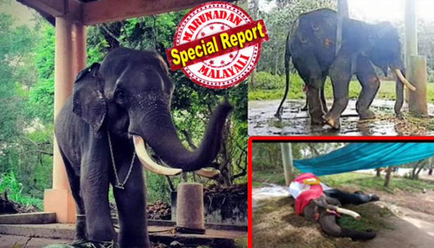 വിദഗ്ധ ചികിത്സയ്ക്കെന്നു പറഞ്ഞ് ആ മിണ്ടാപ്രാണിയ കൊണ്ടുപോയി എന്തിനാ വനം വകുപ്പെ കൊല്ലിച്ചേ? നരകയാതനയിൽ നിന്ന് സുഖചികിത്സയ്ക്കായി കോട്ടൂരേക്ക് മാറ്റിയ ശാസ്താംകോട്ട നീലകണ്ഠൻ ചരിഞ്ഞു; പാപ്പാന്മാരുട ക്രൂരപീഡ നേരിട്ട നീലൻ യാത്രയാകുന്നത് ഇരുപത് വർഷത്തെ വേദനയും പേറി; ആനത്തറയിൽ സുഖമായി നിന്ന നീലന്റെ നില അവസാനനാളുകളിൽ അതിദാരുണം; ആന്തരാവയവങ്ങളുടെ പ്രവർത്തനം നാൽപത് ശതമാനം നിലച്ചിട്ടും വനം വകുപ്പ് തുടർചികിത്സയ്ക്ക് തയ്യാറായില്ല; മരണത്തിന്റെ നാളുകളിൽ എഴുന്നേൽപിച്ചത് ക്രയിൻ ഉപയോഗിച്ച്