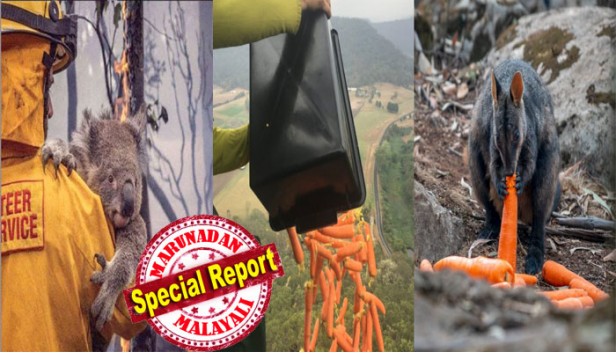 മധുരക്കിഴങ്ങും ക്യാരറ്റും ഉൾപ്പെടെ ആയിരക്കണക്കിന് കിലോ ഭക്ഷണം വന്യജീവികൾക്കായി വിതരണം ചെയ്യുന്നത് ഹെലികോപ്റ്റർ വഴി; കാട്ടുതീയിൽ ജീവൻ ബാക്കിയായ ജന്തുജാലങ്ങളെ സംരക്ഷിക്കാൻ തയ്യാറായി അധികൃതരും മൃഗസ്നേഹികളും; സംഹാര താണ്ഡവമാടുന്ന അഗ്നിയെ അതിജീവിച്ച മൃഗങ്ങളെ പൊന്നുപോലെ പോറ്റി ഓസ്ട്രേലിയ