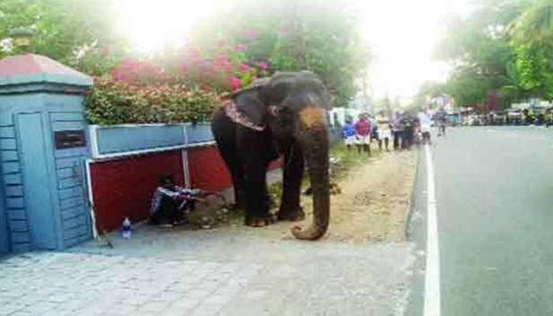 അടിച്ച് പൂസായി ആനപ്പുറത്ത് വന്ന പാപ്പാൻ താഴെ വീണത് ബാലൻസ് തെറ്റി; പാപ്പാന് കാവലായ് പാർവതി നിന്നത് ഉടമ എത്തുന്നത് വരെ