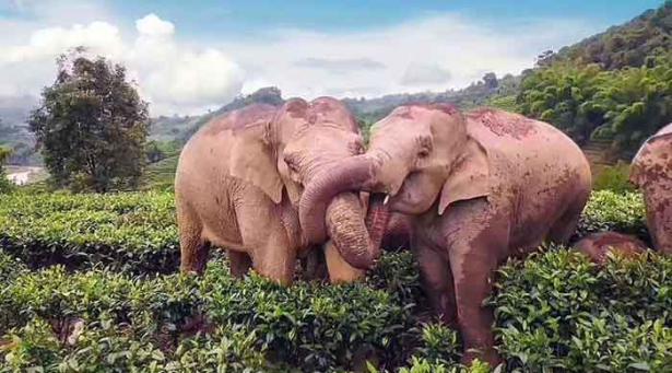 വൈൻ നിർമ്മാണ ഫാക്ടറിയിൽ നുഴഞ്ഞു കയറിയ ആനക്കൂട്ടം കുടിച്ച് തീർത്തത് ഉണ്ടാക്കി വച്ചത്രയും മദ്യം; നാലുകാലിൽ നിൽക്കാൻ വയ്യാതെ ആനക്കൂട്ടം മറിഞ്ഞ് വീഴുന്ന ദൃശ്യങ്ങൾ വൈറൽ; ആനകൾ കള്ളടിച്ച് പൂസായാൽ എന്ത് സംഭവിക്കുമെന്നറിയാൻ ഈ വീഡിയോ കാണുക