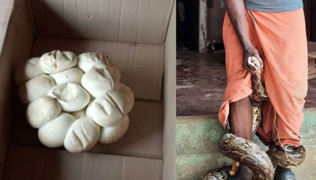 ലോക് ഡൗണിനെ തുടർന്ന് പൂട്ടിയിട്ട ജൂവലറിയിൽ മുട്ടയിട്ട് അടയിരുന്നത് പെരുമ്പാമ്പ്; ഇനി രണ്ടുമാസം വനംവകുപ്പിന്റെ സംരക്ഷണയിൽ