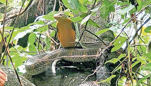 സ്വകാര്യ വ്യക്തിയുടെ കശുമാവിൻ തോട്ടത്തിൽ മുട്ടയിട്ട് അടയിരിക്കുന്നത് രാജവെമ്പാല; കാവലിരിക്കുന്നത് രണ്ട് രാജവെമ്പാലകൾ: മുട്ട വിരിയുന്നത് വരെ സംരക്ഷണമൊരുക്കാൻ നാട്ടുകാരും വനം വകുപ്പ് ഉദ്യോഗസ്ഥരും