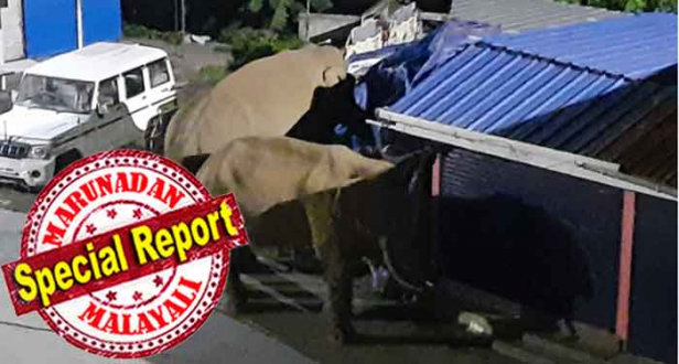 അറിയാതെ കാൽതട്ടി വീട്ടുമുറ്റത്തിരുന്ന സ്കൂട്ടി മറിഞ്ഞു വീണപ്പോൾ വളരെ സാവധാനം കാൽ കവച്ച് വച്ച് സ്കൂട്ടിയെ പരിക്കിൽ നിന്ന് രക്ഷിച്ചതെല്ലാം പഴയ കഥ; കൂട്ടുകാരനെ കിട്ടിയപ്പോൾ 'പടയപ്പയും' ആളാകെ മാറി; പാപ്പുഞ്ഞിയുടെ കടയിലെത്തി പച്ചക്കറിയും പഴങ്ങളും തിന്ന് കട തകർത്ത് മടങ്ങിയത് ആ പഴയ ശാന്തസ്വഭാവി; ഇതേ കട ആനകൾ ആക്രമിക്കുന്നത് മൂന്നാം തവണ; മൂന്നാർ ടൗണിൽ ഭീതിവിതച്ച് കാട്ടാനകളുടെ തേർവാഴ്ച