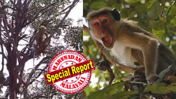 മീററ്റിൽ കുരങ്ങൻ തട്ടിയെടുത്തത് കോവിഡ് രോഗം സംശയിക്കുന്നവരുടെ രക്തസാംപിൾ; ലാബ് ടെക്നീഷ്യനെ ആക്രമിച്ച കുരങ്ങൻ രക്തസാംപിളും സർജിക്കൽ ഗ്ലൗവ്സും കൈവശപ്പെടുത്തി ഓടി മരത്തിൽ കയറി; കൈയിൽ കിട്ടിയത് തിന്നാനുള്ള പഴമെന്ന വിധത്തിൽ സാംപിളെടുത്ത കിറ്റ് ചവച്ചു കുരങ്ങ്; സോഷ്യൽ മീഡിയയിലൂടെ ദൃശ്യങ്ങളും പുറത്തുവന്നതോടെ പ്രദേശത്താകെ കോവിഡ് ഭീതി; കുരങ്ങന്മാരിൽ നിന്നും കോവിഡ് പടരുമോ എന്ന ആശങ്ക ശക്തം; അന്വേഷണത്തിന് ഉത്തരവ്