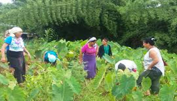 ഉൽപാദനം, സംഭരണം, വിപണനം എന്നിവയിൽ ഏകീകൃത രൂപം; പ്രവർത്തന മൂലധനം സ്വരൂപിക്കാൻ കൃഷി വകുപ്പിന്റെ സഹായത്തോടെ ബാങ്ക് വായ്പ; മൂല്യവർധിത ഉൽപന്നങ്ങളുടെ മേളകൾ സംഘടിപ്പിക്കാനും ദേശീയ മേളകളിൽ പങ്കെടുക്കാനും ധനസഹായം; ഫാം പ്രൊഡ്യൂസേഴ്സ് ഒാർഗനൈസേഷൻ നയത്തിന് രൂപം നൽകി സംസ്ഥാന സർക്കാർ