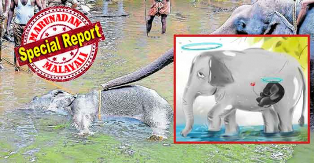 കൃഷിയിടത്തിലിറങ്ങുന്ന വന്യമൃഗങ്ങളെ ഓടിക്കാൻ മനുഷ്യനൊരുക്കിയ കെണി; പൈനാപ്പിൾ തിന്നപ്പോൾ സഹ്യന്റെ മകൾ ഓർത്തില്ല ഒളിച്ചിരിക്കുന്ന ചതി; മേൽത്താടിയും കീഴത്താടിയും തകർന്ന് പഴുത്തപ്പോൾ ഈച്ച പോലും അസഹനീയമായി; പുഴയിൽ മുങ്ങി ഒടുവിൽ ദാരുണ മരണം; ഉദരത്തിലെ കുട്ടിയാനയും നൊമ്പരം; കേരളത്തിന് തീരാ നാണക്കേടുണ്ടാക്കി ഗർഭിണിയായ കാട്ടാനയുടെ വേദന; അന്വേഷണത്തിന് കേന്ദ്രം; ബോളിവുഡും കോലിയും ബ്ലാസ്റ്റേഴ്സും വേദനയിൽ; തിരുവിഴാംകുന്ന് വനമേഖലയിലെ ദുരന്തം ലോകം ചർച്ചയാക്കുമ്പോൾ