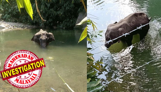 പോസ്റ്റുമോർട്ടം റിപ്പോർട്ട് സ്ഫോടനത്തിൽ ആനയുടെ താടിയെല്ലുകൾ തകർന്നുവെന്ന്; ഒന്നും കഴിക്കാനാവാതെ എല്ലും തോലുമായ ആനയുടെ വയറ്റിൽ ഉണ്ടായിരുന്നത് വെള്ളം മാത്രവും; സ്ഫോടക വസ്തു നിറച്ച കൈതച്ചക്കയുടെ കഥ എങ്ങനെ വന്നെന്നറിയാതെ അന്വേഷണ ഉദ്യോഗസ്ഥർ; സ്ഫോടക വസ്തു പൊട്ടിത്തെറിച്ച് ആന കൊല്ലപ്പെട്ട സംഭവത്തിൽ അന്വേഷണം ഊർജ്ജിതം