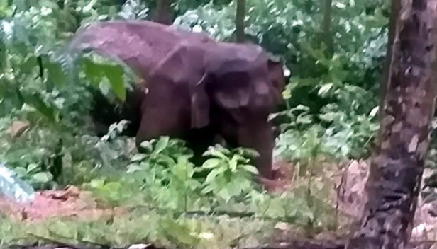 വായിലും വയറ്റിലും മുറിവുകളുമായി അവശനിലയിൽ മോഴയാന; മയക്കുവെടി വെച്ച ശേഷം ചികിത്സ നൽകി മലപ്പുറത്തെ വനപാലകർ; 15 വയസ് പ്രായം കണക്കാക്കുന്ന ആന ഏതാനും ദിവസങ്ങൾ കൂടി നിരീക്ഷണത്തിൽ; സംഭവം പാലക്കാട് സ്ഫോടകവസ്തു നിറച്ച കൈതച്ചക്ക കഴിച്ച് കാട്ടാന ചരിഞ്ഞത് വിവാദമായ പശ്ചാത്തലത്തിൽ