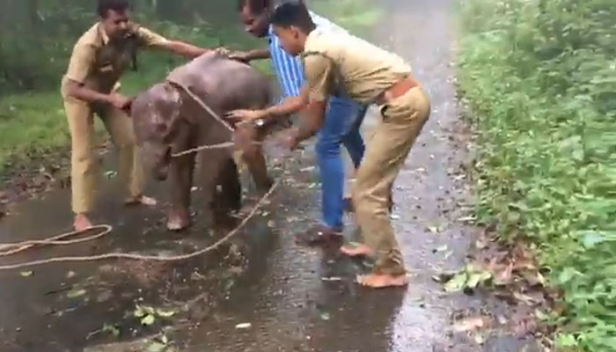 ആന കേന്ദ്രങ്ങളിൽ കുട്ടിയാനകളുടെ കുറുമ്പുകൾ കണ്ടു രസിക്കുന്നവർ ഓർക്കണം നിങ്ങളെ രസിപ്പിക്കാൻ വേണ്ടി മാത്രം അതിന്റെ 'അമ്മയുടെ അടുത്തുനിന്നും തട്ടിയെടുക്കപ്പെട്ട കുട്ടിയാണെന്ന്; കുട്ടിയാനകളെ തട്ടിക്കൊണ്ടുപോകുന്ന വ്യവസായം കേരളത്തിൽ: ആനിമൽ ലീഗൽ ഫോഴ്സിലെ എയ്ഞ്ചൽസ് നായർ എഴുതുന്നു