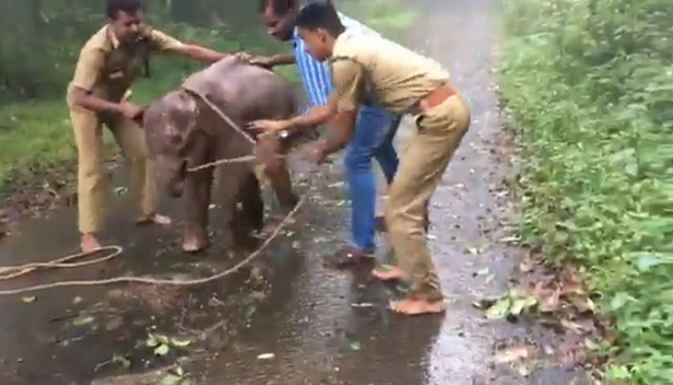 ആന കേന്ദ്രങ്ങളിൽ കുട്ടിയാനകളുടെ കുറുമ്പുകൾ കണ്ടു രസിക്കുന്നവർ ഓർക്കണം നിങ്ങളെ രസിപ്പിക്കാൻ വേണ്ടി മാത്രം അതിന്റെ 'അമ്മയുടെ അടുത്തുനിന്നും തട്ടിയെടുക്കപ്പെട്ട കുട്ടിയാണെന്ന്; കുട്ടിയാനകളെ തട്ടിക്കൊണ്ടുപോകുന്ന വ്യവസായം കേരളത്തിൽ: ആനിമൽ ലീഗൽ ഫോഴ്‌സിലെ എയ്ഞ്ചൽസ് നായർ എഴുതുന്നു