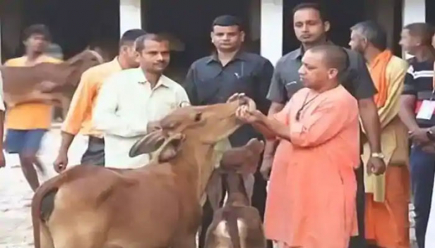 കശാപ്പ് ചെയ്യുന്നതിന് വേണ്ടി പശുക്കളെ കൊണ്ടുവരുന്ന വാഹനത്തിന്റെ ഡ്രൈവറെയും ഉടമയെയും കുറ്റക്കാരായി പരിഗണിക്കും; ഉത്തർപ്രദേശിൽ ഗോവധ നിരോധന നിയമം ഭേദഗതി ചെയ്ത് ഓർഡിനൻസ്