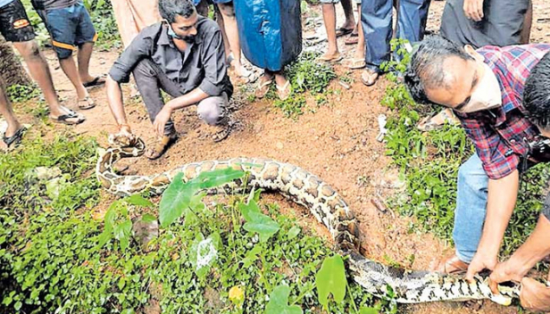 രണ്ട് ആട്ടിൻ കുട്ടികളെ വയറ്റിലാക്കി കൂടിനുള്ളിൽ വിശ്രമിച്ച് പെരുമ്പാമ്പ്; രാവിലെ ആട്ടിൻകുട്ടികളെ തുറന്നു വിടാനെത്തിയ വീട്ടുകാർ ഞെട്ടി