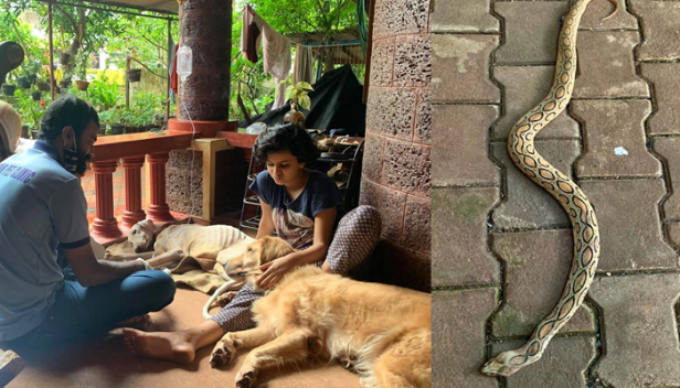 അണലിയെ തറ പറ്റിക്കുന്നതിനിടയിൽ കഴുത്തിൽ കടിയേറ്റു; മരണത്തോട് പൊരുതി ജീവിതത്തിലേക്ക് തിരികെ കയറിയ 'ഭഗീര' എന്ന നായയുടെ അതിജീവനത്തിന്റെ കഥയുമായി യുവാവ്: ഫേസ്ബുക്ക് പോസ്റ്റ് വായിക്കാം