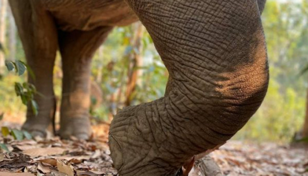ജോലി കഴിഞ്ഞ് മടങ്ങവെ കാട്ടാനയെ കണ്ടു ഭയന്നോടി; പിതാവിന്റെ കയ്യിൽ നിന്നും വീണ് മൂന്ന് വയസ്സുകാരന് ദാരുണാന്ത്യം: പിതാവിനും ഒപ്പമുണ്ടായിരുന്ന ഭാര്യാസഹോദരിക്കും പരുക്ക്