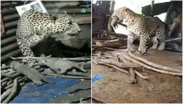 സുഖപ്രസവത്തിനായി കാടിറങ്ങി പുള്ളിപ്പുലി; ഗ്രാമത്തിലെ കുടിലിനുള്ളിൽ ജന്മം നൽകിയത് നാല് കുഞ്ഞുങ്ങൾക്കും; പ്രസവം കഴിഞ്ഞ് കാട്ടിലേക്ക് മടങ്ങിയത് കുഞ്ഞുങ്ങൾ ഓരോന്നിനേയും കടിച്ചെടുത്ത് സാവധാനവും; വീഡിയോ കാണാം..