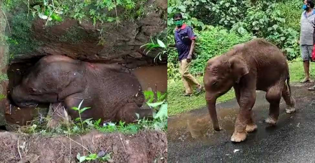 കുട്ടമ്പുഴയിൽ കുട്ടിയാന മാലിന്യക്കുഴിയിൽ വീണു; അഞ്ചു മണിക്കുറത്തെ പരിശ്രമത്തിന് ഒടുവിൽ കാട്ടാന കുട്ടിയെ രക്ഷപെടുത്തി