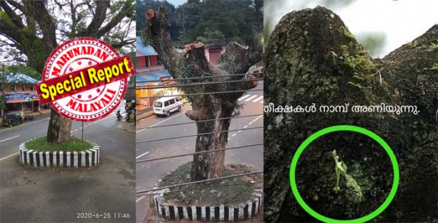 തലമുറകൾക്ക് തണലേകി മുഖമുദ്രയായ വൃക്ഷമുത്തശ്ശി; റോഡു വികസനത്തിന്റെ പേരിൽ പോലും മുറിച്ചു മാറ്റാതെ തിടനാട്ടുകാർ വാകമരത്തെ സംരക്ഷിച്ചത് 65 വർഷം; എതിർപ്പുകൾക്കിടയിലും ശിഖരങ്ങൾ ഉണങ്ങിയെന്ന് കാണിച്ചു ചില്ലകൾ മുറിച്ചു നീക്കിയത് പഞ്ചായത്തിന്റെ നേതൃത്വത്തിൽ; ചില്ലയറ്റ് കരിഞ്ഞുണങ്ങും മുമ്പേ വാക മരത്തിന് പിന്തുണയുമായി പ്രകൃതി സ്നേഹികൾ; നാട്ടുകാരുടെ സഹായത്തോടെ വൃക്ഷായുർവേദ ചികിത്സ നൽകിയപ്പോൾ കിളിർത്തത് പുതുനാമ്പുകൾ; ഒരു സങ്കടക്കാഴ്ച്ച ഇരട്ടിമധുരമായ കഥ