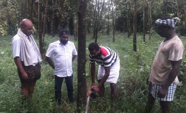 റബ്ബർ വിലയിടിവ്: യുവ കർഷകൻ മരങ്ങൾ മുറിച്ചുമാറ്റി റബ്ബർ കൃഷി ഉപേക്ഷിച്ചു