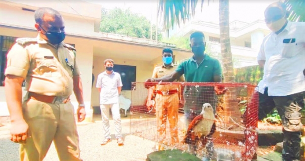 സ്കൂൾ വിദ്യാർത്ഥികൾക്ക് പണവും ബൈക്കും നൽകി മയക്കുമരുന്നും കഞ്ചാവ് വിൽപന നടത്തുന്നതിലെ പ്രധാനി; പോക്സോ കേസിലും കഞ്ചാവുകേസും അടക്കം പ്രതിക്കെതിരെ നിരവധികേസുകൾ; വീട്ടിലെ റെയ്ഡിൽ കണ്ടെത്തിയത് കൂട്ടിൽ വളർത്തുകയായിരുന്ന പരുന്തിനെ; കോവിലകത്ത് താജുദ്ദീൻ ഒളിവിൽ