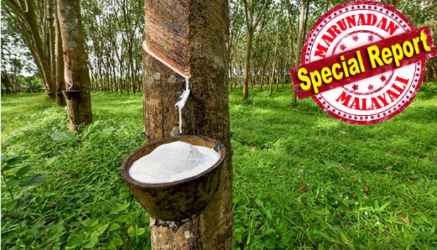 റബ്ബർ വില കുതിച്ചുയരുന്നു; കിലോഗ്രാമിന് 150 രൂപയിലെത്തുന്നത് ഒരു വർഷത്തിന് ശേഷം; ആശ്വാസത്തോടെ കർഷകരും വ്യാപാരികളും