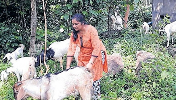 18 വർഷം ജീവിച്ചത് ഗുജറാത്തിലെ സ്വകാര്യ ആശുപത്രിയിലെ നഴ്സായി; കോവിഡ് കാലത്ത് ആതുര ശുശ്രൂഷയിൽ നിന്ന് ആടുമെയ്ക്കലിലേക്ക് ജീവിതം പറിച്ചു നട്ട് സെലിൻ
