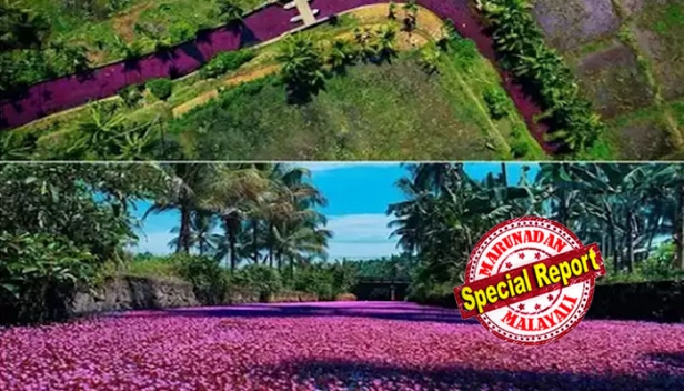 വയലറ്റ് വിരിപ്പിട്ട പായലും തോടും കാണാൻ ആവളപ്പാണ്ടിക്ക് പോകുന്നവർ സൂക്ഷിക്കുക; ഈ മുള്ളൻപായലുകളുടെ ദൃശ്യഭംഗിക്ക് പിന്നിൽ വൻ ചതിയുണ്ട്; ഈ മനോഹര ചെടികൾ പറിച്ച് നിങ്ങളുടെ നാട്ടിലേക്ക് കൊണ്ടുപോയാൽ ആപത്ത്; സസ്യശാസ്ത്രജ്ഞർ പറയുന്നത് കേൾക്കുക!