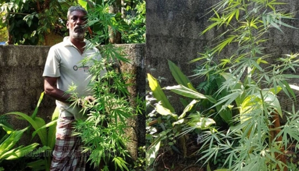 കഞ്ചാവ് ചെടി നട്ടുവളർത്തിയത് വീട്ടുവളപ്പിൽ; പാറ രാജേന്ദ്രനെ എക്സൈസ് പിടികൂടിയത് രഹസ്യവിവരത്തിന്റെ അടിസ്ഥാനത്തിൽ