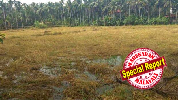കർഷകർക്ക് ദുരിതപെയത്തായി കാലം തെറ്റിയ മഴ; 12 ദിവസത്തെ കനത്ത മഴയിൽ കേരളത്തിൽ 309 കോടി രൂപയുടെ കൃഷിനാശം; കൂടുതൽ തിരിച്ചടിയേറ്റത് നെൽകർഷകർക്ക്; മഴ തുടർന്നാൽ കാത്തിരിക്കുന്നത് കനത്ത തരിച്ചടി; അടിയന്തര നഷ്ടപരിഹാരം ആനുവദിക്കണമെന്നാവശ്യം