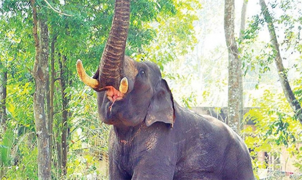 വയനാട് കാട്ടാനയുടെ ആക്രമണത്തിൽ വിനോദസഞ്ചാരി കൊല്ലപ്പെട്ടു; മരിച്ചത് കണ്ണൂർ സ്വദേശി ഷഹാന; കാട്ടാന ആക്രമിച്ചത് മേപ്പാടി എളമ്പിലേരി സ്വകാര്യ റിസോർട്ടിലെ ടെന്റിൽ താമസിക്കുമ്പോൾ