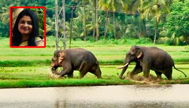 കത്തുന്ന ടയർ എറിയുന്ന മനുഷ്യക്കോലങ്ങൾക്ക് അതേ അളവിൽ ചവിട്ടിക്കൊന്ന് മറുപടി നല്കി കൊലയാളി ആവുന്നുണ്ട് കാട്ടാനകൾ; കാട്ടാനകളുടെ ആക്രമണത്തിൽ ആർക്ക് ആരെ കുറ്റപ്പെടുത്താനാവും? അഞ്ജു പാർവതി പ്രഭീഷ് എഴുതുന്നു