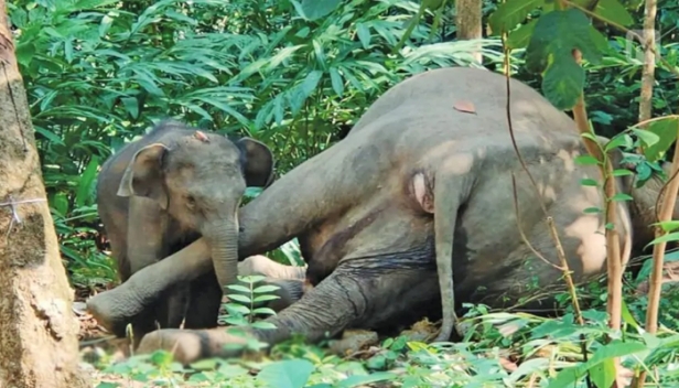 വിതുരയിൽ കാട്ടാന ചരിഞ്ഞ സംഭവം; ഒരാൾ അറസ്റ്റിൽ