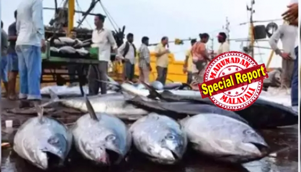 വികസന സാധ്യതയിലേക്ക് മിഴിതുറന്ന് ലക്ഷദ്വീപ്; എയർ ഇന്ത്യ ചരക്ക് വിമാനത്തിൽ ദ്വീപിൽ നിന്ന് അഞ്ച് ടൺ ചൂര ജപ്പാനിലേക്ക്; തുറക്കുന്നത് വൻ തൊഴിലവസരങ്ങൾ