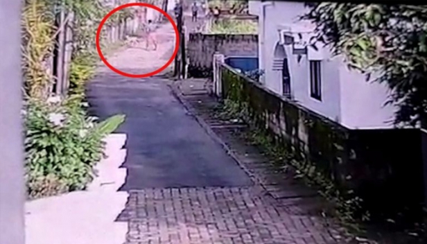 തെരുവുനായ്ക്കളെ കൂട്ടത്തോടെ കൊന്ന് കുഴിച്ചുമൂടി; ഒരാൾ അറസ്റ്റിൽ: നായ്ക്കളെ കൊല്ലാൻ ആളുകളെ നിയോഗിച്ചത് തൃക്കാക്കര നഗരസഭയെന്ന് എസ്പിസിഎ