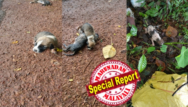 ദിവസങ്ങൾ മാത്രം പ്രായമായ നായക്കുഞ്ഞുങ്ങളെ റോഡരികിൽ ഉപേക്ഷിച്ച നിലയിൽ; ഉപേക്ഷിക്കപ്പെട്ടത് എട്ടോളം നായക്കുഞ്ഞുങ്ങൾ; നായക്കുഞ്ഞുങ്ങളെ സുരക്ഷിതസ്ഥാനത്തേക്ക് മാറ്റണമെന്ന ആവശ്യവുമായി പൊതുപ്രവർത്തകർ രംഗത്ത്