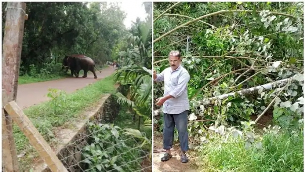 ജനവാസ മേഖലയിൽ പകൽവെളിച്ചത്തിൽ കാട്ടാനകളുടെ വിഹാരം: ദുരിതത്തിലായി ജനം; അധികൃതരെ വിവരമറിയിച്ചിട്ടും നടപടിയില്ലെന്ന് ആക്ഷേപം