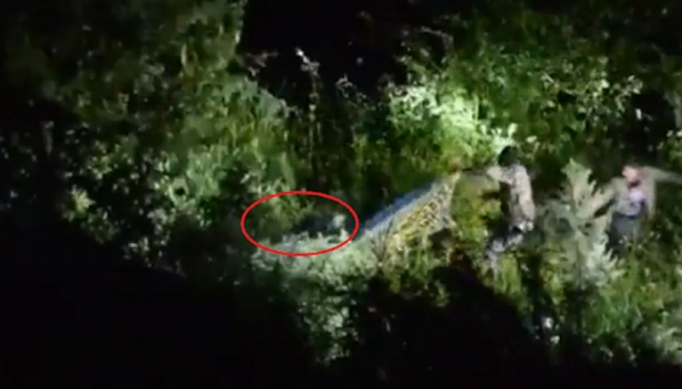 നാട്ടുകാരെ ആക്രമിച്ചു; പിടികൂടാൻ ശ്രമിക്കുന്നതിനിടെ വനം വകുപ്പ് ഉദ്യോഗസ്ഥർക്കെതിരെ പാഞ്ഞടുത്ത് കരടി; പോരാട്ടത്തിനിടെ വെടിയുതിർത്ത് ഉദ്യോഗസ്ഥർ; വീഡിയോ ദൃശ്യങ്ങൾ പുറത്ത്
