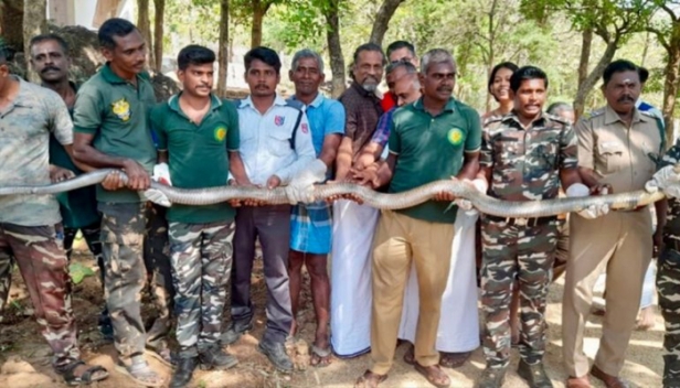 വീട്ടുമുറ്റത്തേക്ക് ഇഴഞ്ഞെത്തിയത് 12 അടി നീളമുള്ള രാജവെമ്പാല; വനപാലകർക്കൊപ്പം പാമ്പിനെ പിടിച്ച് സോഹോ സ്ഥാപകൻ ശ്രീധർ വെമ്പു