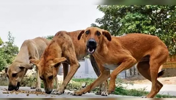 വാളകത്ത് നാട്ടുകാരെ കടിച്ച നായ ചത്ത നിലയിൽ; പേ വിഷബാധ കണ്ടെത്തി; പ്രതിരോധ പ്രവർത്തനങ്ങൾ തുടങ്ങി