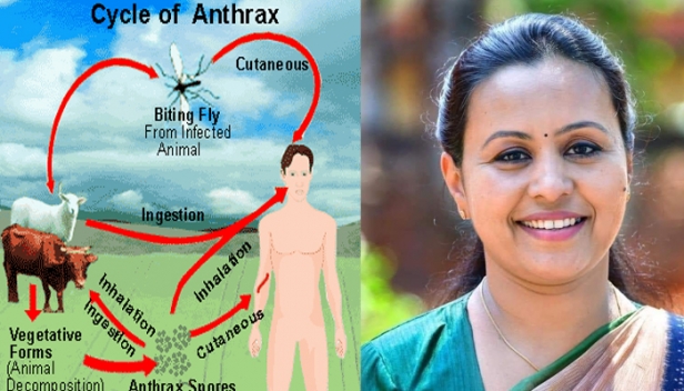 തൃശൂരിൽ മൃഗങ്ങളിൽ ആന്ത്രാക്സ് സ്ഥിരീകരിച്ചു; രോഗബാധ ആതിരപ്പിള്ളി വനമേഖലയിലെ കാട്ടു പന്നികളിൽ; ഇത് മൃഗങ്ങളിൽ നിന്ന് മനുഷ്യരിലേക്ക് പകരുന്ന രോഗം; പ്രതിരോധത്തിന് അടിയന്തര നടപടികൾ എന്ന് മന്ത്രി വീണാ ജോർജ്