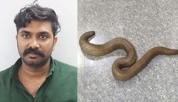 കോടികൾ വിലപറഞ്ഞുറപ്പിച്ച് 'ഇരുതലമൂരി'യുമായി തട്ടിപ്പിന് ഇറങ്ങിയ ആൾ പിടിയിൽ; വേങ്ങൂർ സ്വദേശിയുടെ പക്കൽ നിന്ന് പിടികൂടിയത് മൂന്നര കിലോയോളം തൂക്കമുള്ള ഇരുതലമൂരി